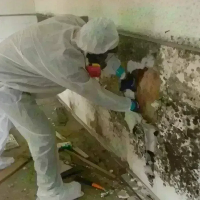 Mold Remediation and Removal in Purcellville, VA